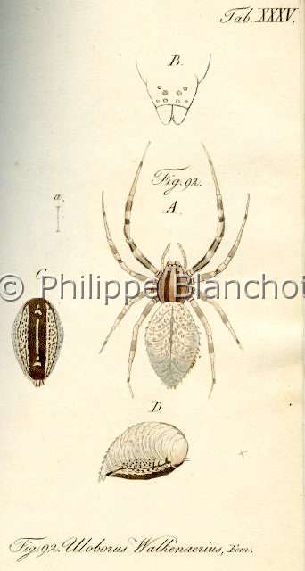 Collection-araignees_ 016.JPG - Archives Araignees, Arachniden, Dr Carl Wilhelm Hahn, 1831, Uloborus walckenaerius (Uloboridae)